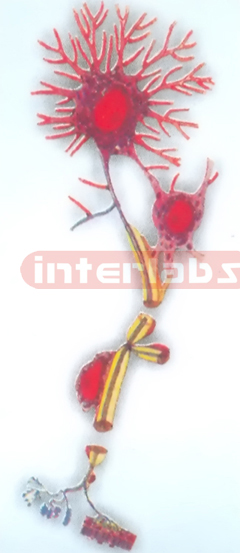 HANGING HUMAN NEURON COLLECTION  MODEL